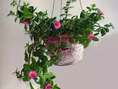 福州裝修設(shè)計(jì)-盆栽去甲醛 福州裝修設(shè)計(jì)-盆栽去甲醛